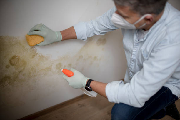 Best Crawl Space Mold Removal  in Jonesboro, IL