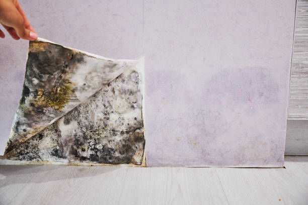 Best Affordable Mold Removal  in Jonesboro, IL